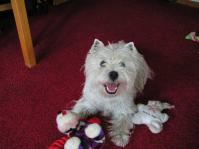 Klik op de foto voor groter formaat